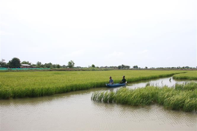 Mô hình luân canh tôm - lúa của thành viên Hợp tác xã Lúa tôm Thạnh Phú. Ảnh: Công Trí-TTXVN Hiệu quả từ mô hình "con tôm ôm cây lúa" ảnh 1