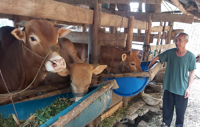 Hộ ông Giàng Sìn Pó ở thôn Tìa Chớ, xã Sơn Vĩ, huyện Mèo Vạc (Hà Giang) từ hộ nghèo giờ đây đã trở thành hộ khá giả. Ảnh: Quyết Chiến - TTXVN Đòn bẩy giúp đồng bào vùng biên thoát nghèo (Bài 3) ảnh 3