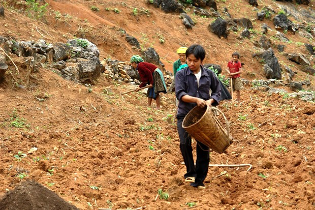 Địa bàn vùng cao biên giới, đồng bào dân tộc thiểu số canh tác khó khăn trên nương đá ở Cao nguyên đá Đồng Văn (Hà Giang). Ảnh: Minh Tâm - TTXVN Đòn bẩy giúp đồng bào vùng biên thoát nghèo (Bài 1) ảnh 2