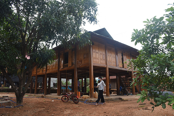 Các mô hình trồng trọt, chăn nuôi ở huyện Ia H’Drai (Kon Tum) đang từng bước cải thiện thu nhập, nâng cao đời sống đồng bào. Ảnh:Văn Phương Hiệu quả các mô hình kinh tế ở vùng biên giới Ia H’Drai ảnh 7