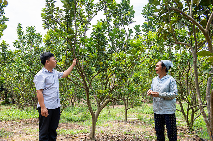 Vườn cây ăn trái của gia đình bà Hà Thị Hợp ở thôn Ia Muung, xã Ia Dom, hiện cho thu nhập ổn định từ 120 - 200 triệu đồng/năm. Ảnh: Đức Thành Hiệu quả các mô hình kinh tế ở vùng biên giới Ia H’Drai ảnh 4