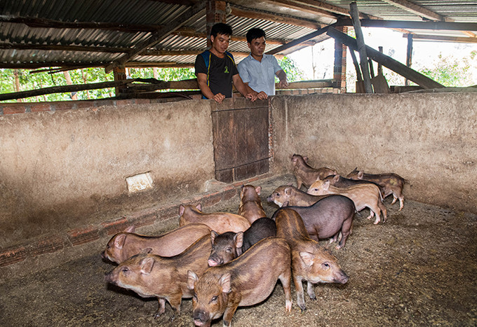 Ia Dom là một trong những xã điển hình của huyện Ia H'Drai phát triển các mô hình chăn nuôi. Trong ảnh: Mô hình nuôi heo lai rừng của hộ dân Lục Văn Lâm ở thôn 2. Ảnh: Văn Phương Hiệu quả các mô hình kinh tế ở vùng biên giới Ia H’Drai ảnh 6