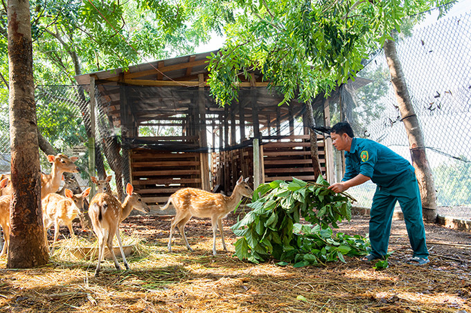 Mô hình chăn nuôi thuộc Tổ hợp tác nuôi hươu sao bán con giống, lấy nhung của dân quân tự vệ xã Ia Pan đang được nhân rộng cho đồng bào trên địa bàn. Ảnh: Đức Thành Hiệu quả các mô hình kinh tế ở vùng biên giới Ia H’Drai ảnh 2