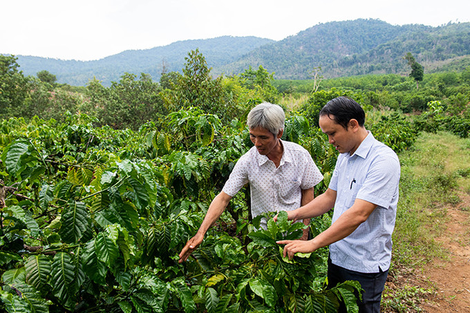 Anh Nguyễn Ngọc Hòa (bên trái) ở thôn 1, xã Ia Tơi trồng cây cà phê, cây ăn trái phát triển kinh tế hộ gia đình. Ảnh: Văn Phương Hiệu quả các mô hình kinh tế ở vùng biên giới Ia H’Drai ảnh 5