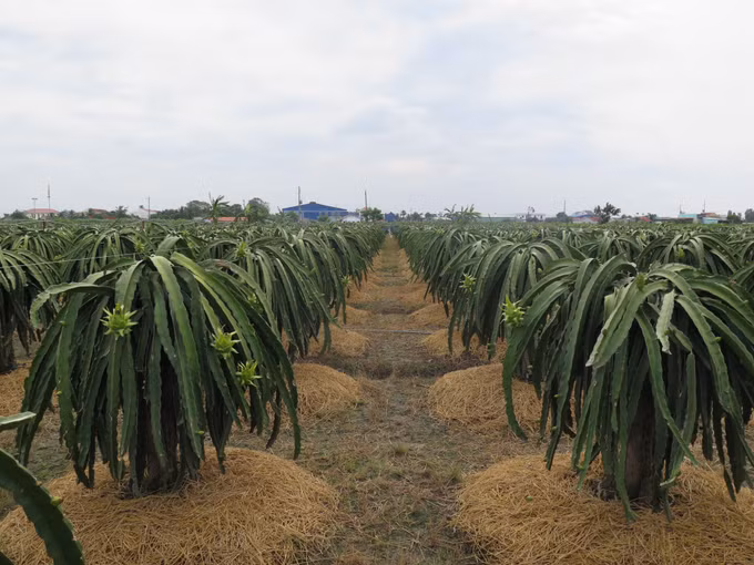 Long An hướng đến nông thôn mới nâng cao (Bài 1) ảnh 3