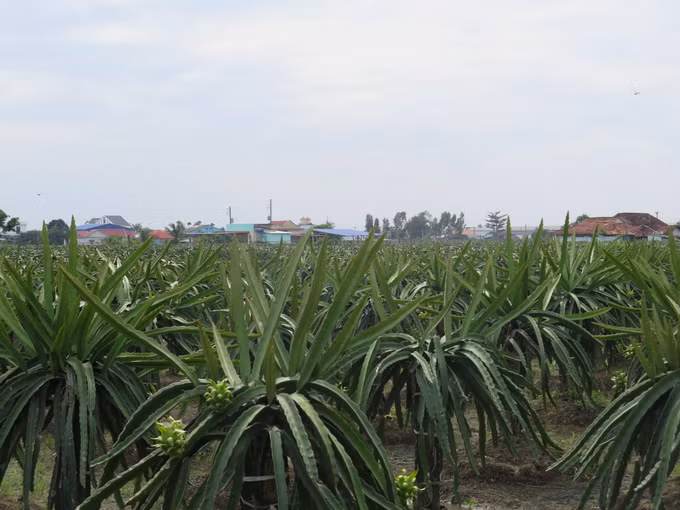 Long An hướng đến nông thôn mới nâng cao (Bài 2) ảnh 3