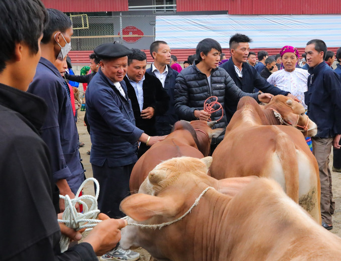 Chợ bò huyện Mèo Vạc có phiên mua, bán từ 300 - 400 con bò. Ảnh: Hoàng Hiếu - TTXVN Đồng bào vùng cao Hà Giang nô nức xuống chợ phiên Mèo Vạc ảnh 5