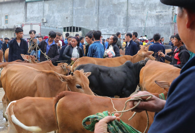 Chợ bò huyện Mèo Vạc thu hút rất đông bà con, thương lái đến mua, bán, trao đổi bò. Ảnh: Hoàng Hiếu – TTXVN Đồng bào vùng cao Hà Giang nô nức xuống chợ phiên Mèo Vạc ảnh 3