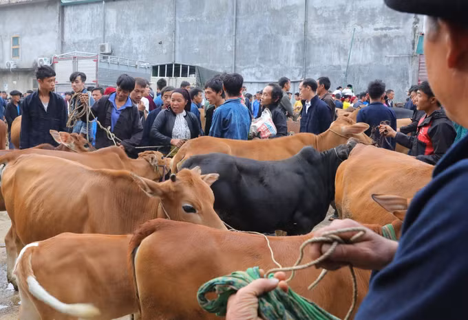 Đồng bào vùng cao Hà Giang nô nức xuống chợ phiên Mèo Vạc ảnh 3