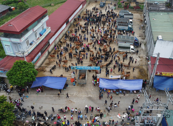 Chợ bò Mèo Vạc - Chợ bán bò lớn nhất, nhì các huyện vùng cao nguyên đá Hà Giang. Ảnh: Hoàng Hiếu – TTXVN Đồng bào vùng cao Hà Giang nô nức xuống chợ phiên Mèo Vạc ảnh 4
