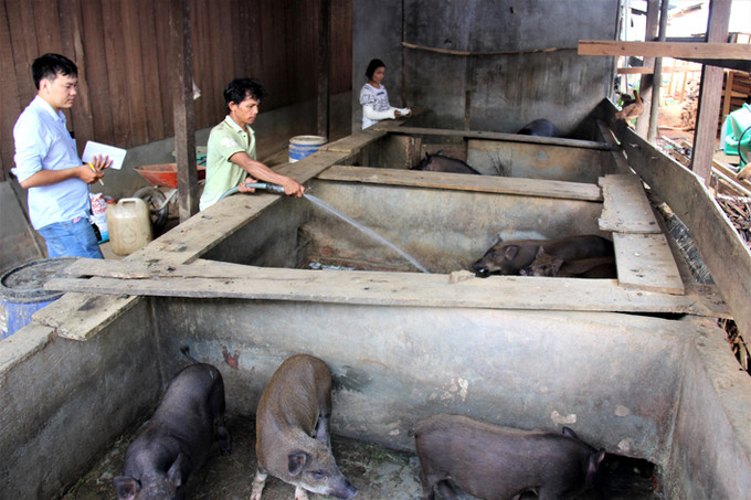 Những mô hình chuồng trại điểm cho đồng bào đến học tập kinh nghiệm. Ảnh: Khánh Nguyên Phát triển kinh tế từ mô hình heo cỏ địa phương ảnh 4