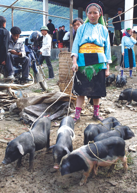 Đồng bào xuống chợ Phố Cáo ở xã Phố Cáo, huyện Đồng Văn (Hà Giang) trong phiên cuối năm. Ảnh: Đinh Công Hoan Chợ phiên cuối năm ở vùng cao Hà Giang ảnh 3