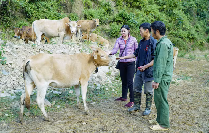 Hiệu quả từ các mô hình giảm nghèo ở Mường Chà ảnh 5