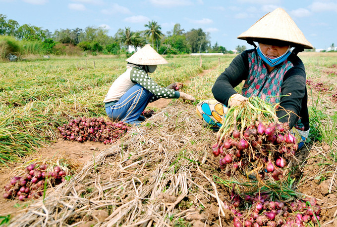 Bà con nông dân Khmer ở thị xã Vĩnh Châu (Sóc Trăng) thu hoạch hành tím phục vụ Tết Nguyên đán với niềm vui trúng mùa, được giá.Ảnh: An Hiếu Xuân mới trên vùng đất Vĩnh Châu ảnh 2