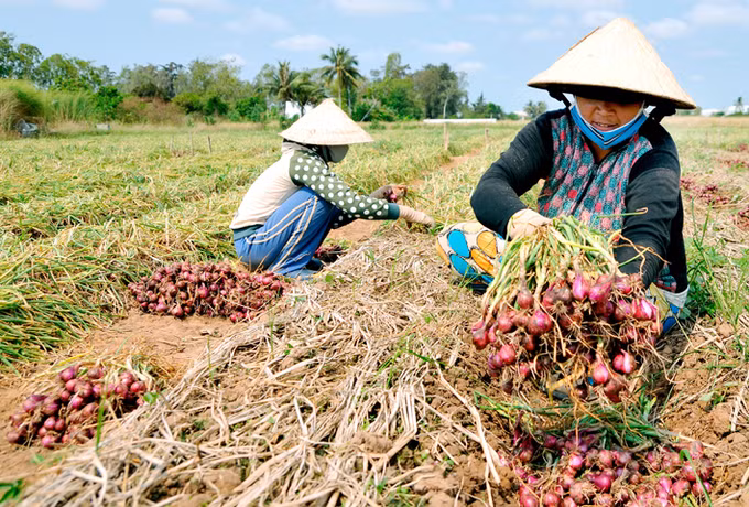 Xuân mới trên vùng đất Vĩnh Châu ảnh 2
