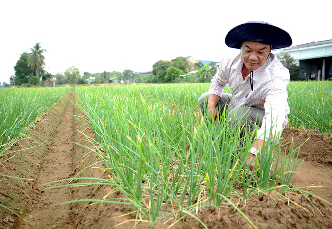 Với diện tích sản xuất khoảng 2 ha hành tím và nuôi tôm thẻ chân trắng, hộ gia đình ông Kim Sary, dân tộc Khmer ở ấp Âu Thọ A, xã Vĩnh Hải, thị xã Vĩnh Châu (Sóc Trăng) có thu nhập khoảng 1 tỷ đồng/năm. Ảnh: An Hiếu Xuân mới trên vùng đất Vĩnh Châu ảnh 4