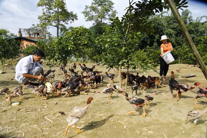 Gà đỏ Đồng Dầy ảnh 3