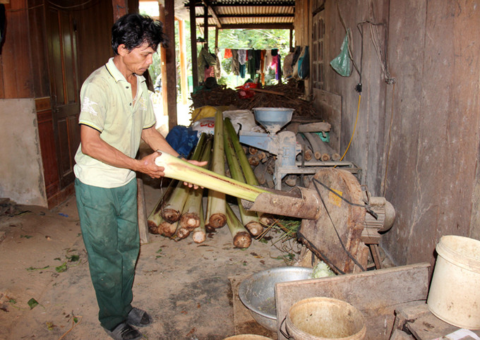 Heo cỏ chăn nuôi chủ yếu bằng các loại thức ăn tự nhiên như chuối, cám, rau và hèm rượu nên rất dễ nuôi. Ảnh: Khánh Nguyên Phát triển kinh tế từ mô hình heo cỏ địa phương ảnh 2