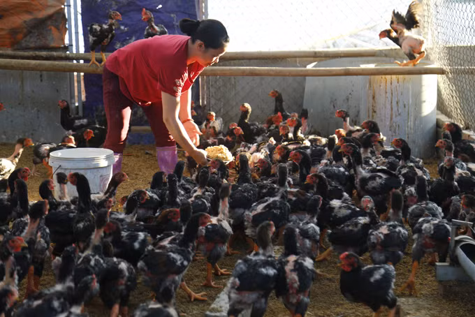 Gà đỏ Đồng Dầy ảnh 1