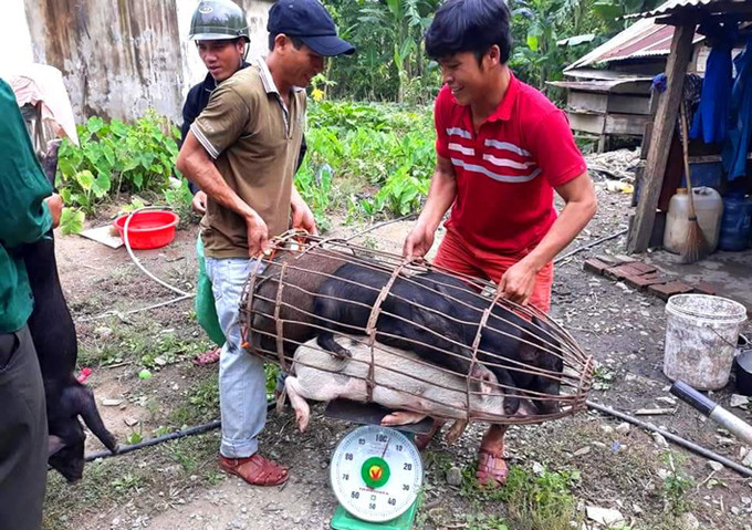 Từ nuôi heo cỏ, nhiều hộ đồng bào dân tộc ở các huyện vùng cao của tỉnh Quảng Nam đã có thu nhập ổn định, cuộc sống dần đổi thay, không còn phải lo chuyện kiếm ăn từng bữa như trước. Ảnh: Khánh Nguyên Phát triển kinh tế từ mô hình heo cỏ địa phương ảnh 1
