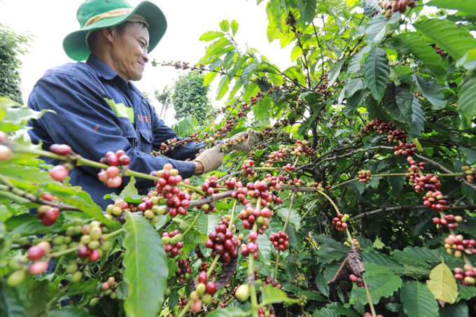 Cắt tỉa cành cho cây cà phê đúng kỹ thuật để đảm bảo cây sinh trưởng, phát triển và cho ra nhiều trái. Ảnh: Vũ Sinh Kinh nghiệm cắt tỉa cành cho cây cà phê ảnh 1