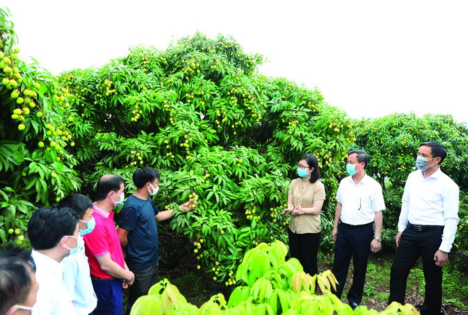 Các doanh nghiệp cam kết tiêu thụ vải đi tham quan những vườn vải thiều xuất khẩu sang Nhật Bản. Ảnh: Danh Lam Bắc Giang hỗ trợ đồng bào dân tộc tiêu thụ vải thiều ảnh 1