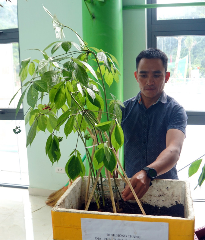 Anh Đinh Hồng Thắng (xã Trà Linh) giới thiệu cây sâm Ngọc Linh 20 năm tuổi, trị giá 800 triệu đồng tại phiên chợ sâm Ngọc Linh 2022. Ảnh: Trịnh Bang Nhiệm – TTXVN Quảng Nam: Khai mạc phiên chợ sâm Ngọc Linh lần thứ IV năm 2022 ảnh 2