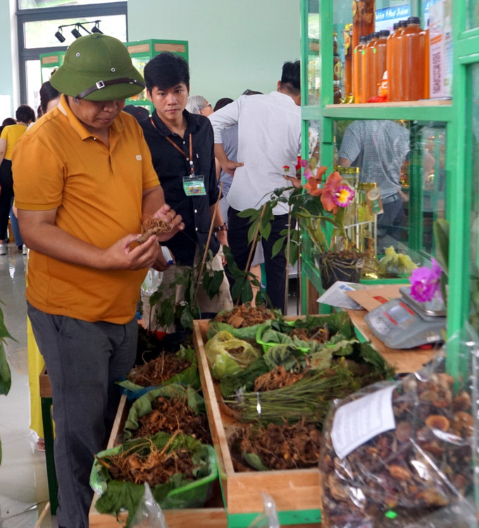 Quảng Nam: Khai mạc phiên chợ sâm Ngọc Linh lần thứ IV năm 2022 ảnh 3