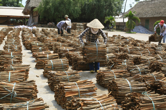 Tỉnh Yên Bái hiện có trên 400 cơ sở chế biến tinh dầu quế quy mô hộ gia đình, công suất 200 tấn/năm và nhiều cơ sở chế biến vỏ quế, gỗ quế cùng các xưởng thủ công mỹ nghệ chế biến sản phẩm từ quế. Ảnh: Đức Tưởng Yên Bái phát triển cây quế bền vững ảnh 3