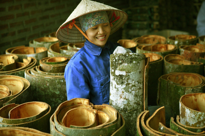 Mùa thu hoạch "vàng xanh" của người Dao ở huyện Văn Yên (Yên Bái). Ảnh: Đức Tưởng Yên Bái phát triển cây quế bền vững ảnh 2