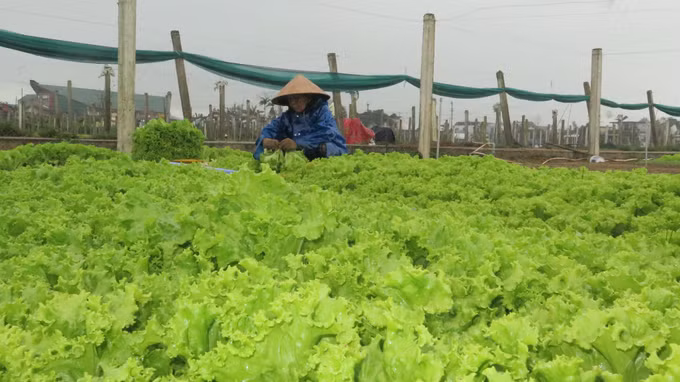Thu nhập cao nhờ trồng rau an toàn theo tiêu chuẩn VietGAP ảnh 1