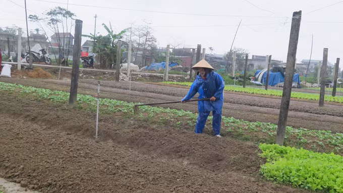 Thu nhập cao nhờ trồng rau an toàn theo tiêu chuẩn VietGAP ảnh 2
