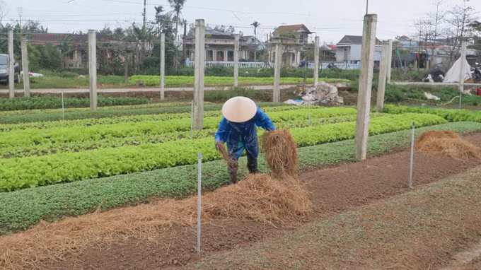 Thu nhập cao nhờ trồng rau an toàn theo tiêu chuẩn VietGAP ảnh 3
