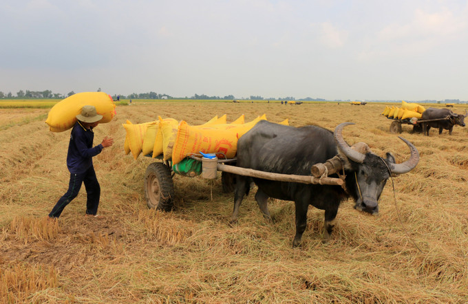 Tùy vào chiều dài quãng đường, tiền công vận chuyển mỗi bao lúa từ đồng ruộng đến điểm tập kết dao động từ 6.000 - 10.000 đồng. Ảnh: Nhựt An - TTXVN Hiệu quả từ nghề kéo lúa bằng xe trâu ảnh 2