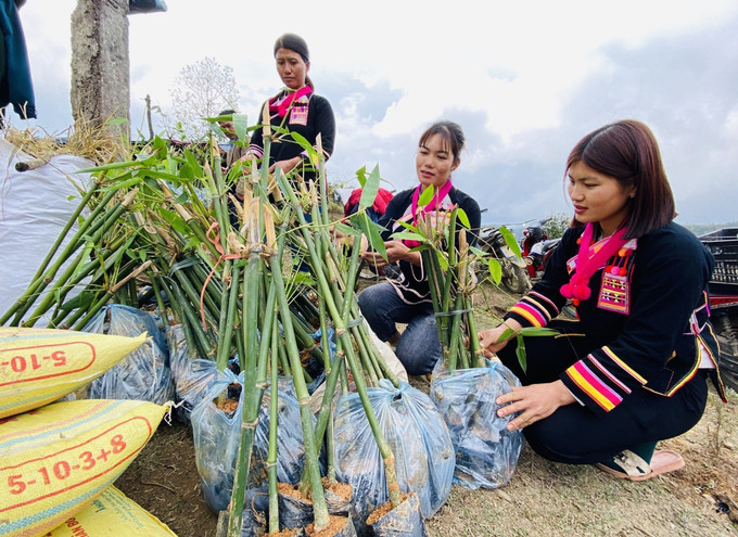 Triển khai mô hình Lũy tre biên thùy tại xã biên giới Huổi Luông, huyện Phong Thổ, tỉnh Lai Châu. Ảnh: TTXVN phát Triển khai mô hình “Lũy tre biên thùy” ở biên giới Lai Châu ảnh 2