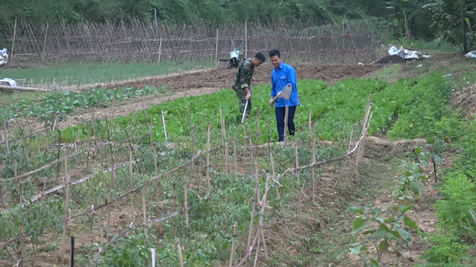Một buổi lao động tăng gia sản xuất của chiến sĩ và tri thức trẻ tình nguyện tại Đoàn Kinh tế - Quốc phòng 799. Ảnh: caobangtv.vn. Hỗ trợ đồng bào vùng cao tỉnh Cao Bằng thoát nghèo hiệu quả ảnh 1