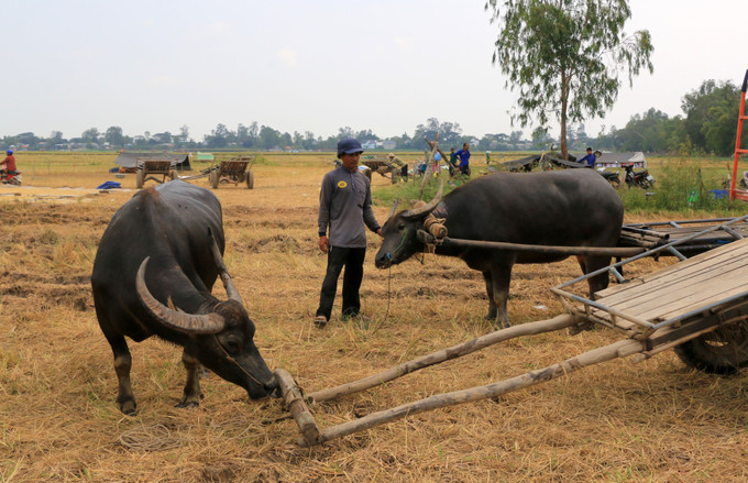 Anh Nguyễn Văn Bé Sáu, xã Thường Phước 1, huyện Hồng Ngự (Đồng Tháp), có hơn 10 năm làm nghề kéo lúa bằng xe trâu. Ảnh: Nhựt An - TTXVN Hiệu quả từ nghề kéo lúa bằng xe trâu ảnh 1