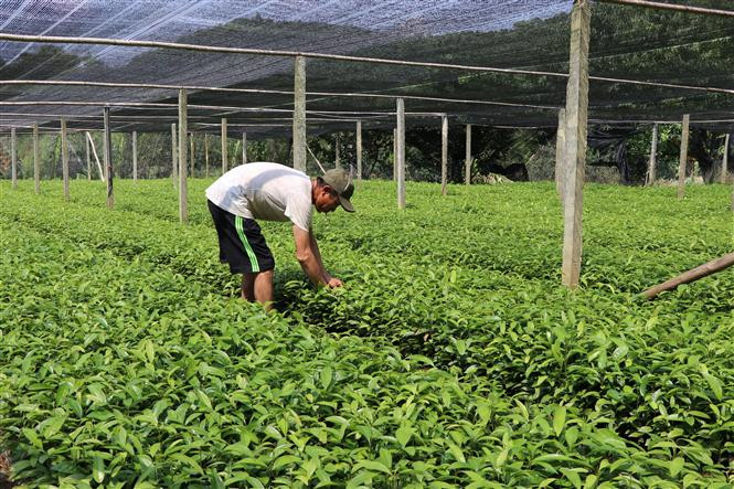 Vươn ươm quế giống của gia đình ông Vũ Văn Kế, khu 3, xã Đào Thịnh, huyện Trấn Yên, tỉnh Yên Bái. Ảnh: Tiến Khánh - TTXVN Nâng tầm thương hiệu sản phẩm quế Yên Bái ảnh 2