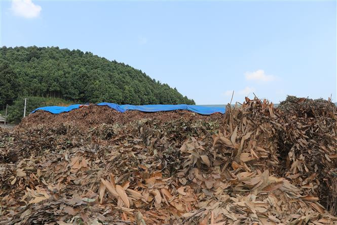 Công ty Quế hồi Việt Nam tại xã Đào Thịnh, huyện Trấn Yên thu mua cành và lá quế. Ảnh: Tiến Khánh - TTXVN Nâng tầm thương hiệu sản phẩm quế Yên Bái ảnh 4