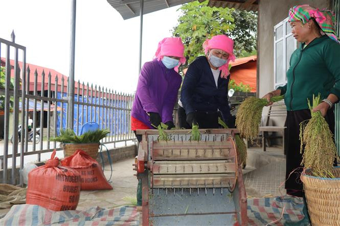 Lúa gặt về phải chế biến ngay trong ngày, đầu tiên lúa phải được được tuốt rồi loại bỏ hạt lép. Ảnh: Tiến Khánh-TTXVN Dẻo thơm hương nếp Tú Lệ ảnh 1