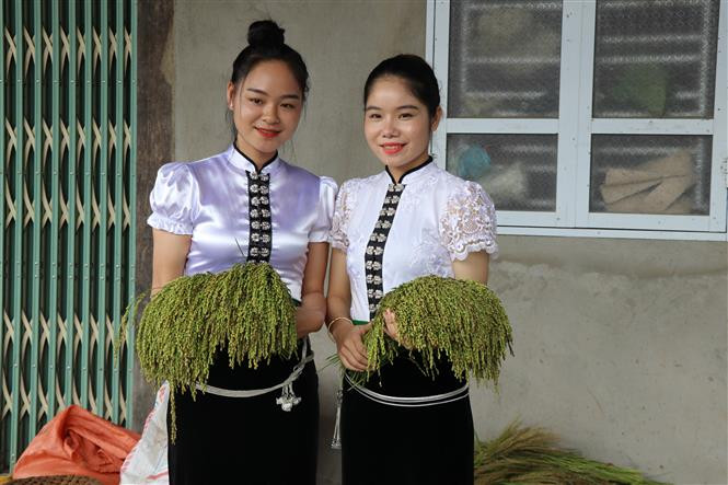 Để làm ra những mẻ cốm thơm ngon, ngay từ sáng sớm tinh mơ, những cô gái Thái ở Tú Lệ ra đồng hái những bông lúa nếp non gần hết nước trắng sữa mang về nhà. Ảnh: Tiến Khánh-TTXVN Dẻo thơm hương nếp Tú Lệ ảnh 5