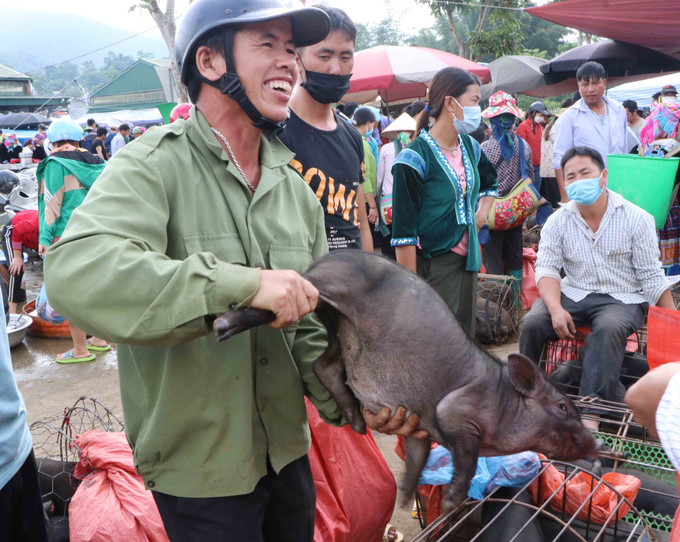 Người dân mua được đôi lợn cắp nách ưng ý. Ảnh: Nguyễn Oanh – TTXVN Lai Châu: Chợ phiên góp phần gìn giữ nét văn hóa dân tộc ảnh 16
