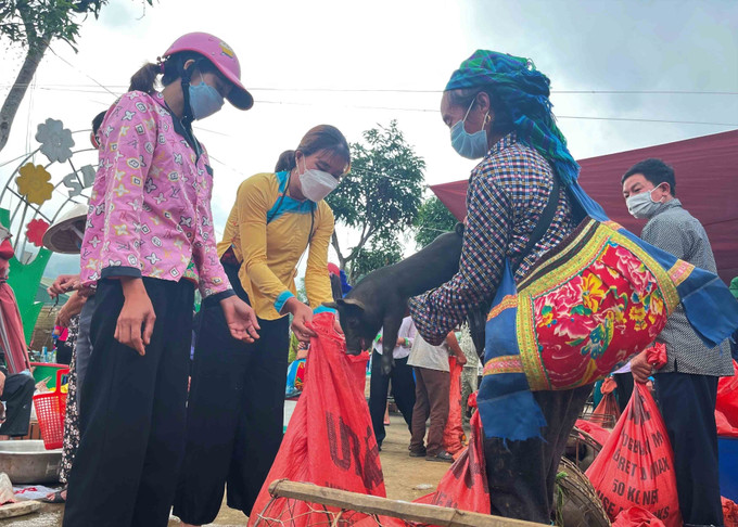 Ngoài sản phẩm nông sản từ núi rừng, bà con còn mang lợn cắp nách tới chợ phiên San Thàng, thành phố Lai Châu. Ảnh: Đinh Thùy-TTXVN Lai Châu: Chợ phiên góp phần gìn giữ nét văn hóa dân tộc ảnh 11