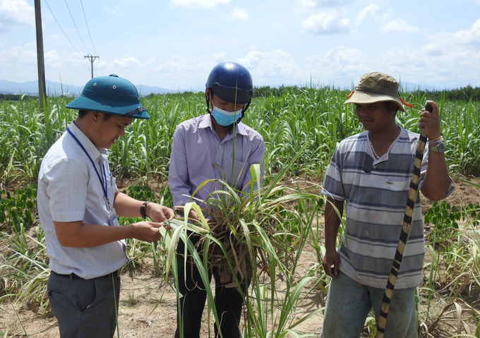 Chính quyền địa phương và ngành nông nghiệp kiểm tra diện tích mía bị bệnh trắng lá mía trên cánh đồng Bạch đàn tại thôn Hno, xã Đoàn Kết, thành phố Kon Tum. Ảnh: Cao Nguyên – TTXVN Kon Tum lần đầu xuất hiện bệnh trắng lá mía ảnh 1