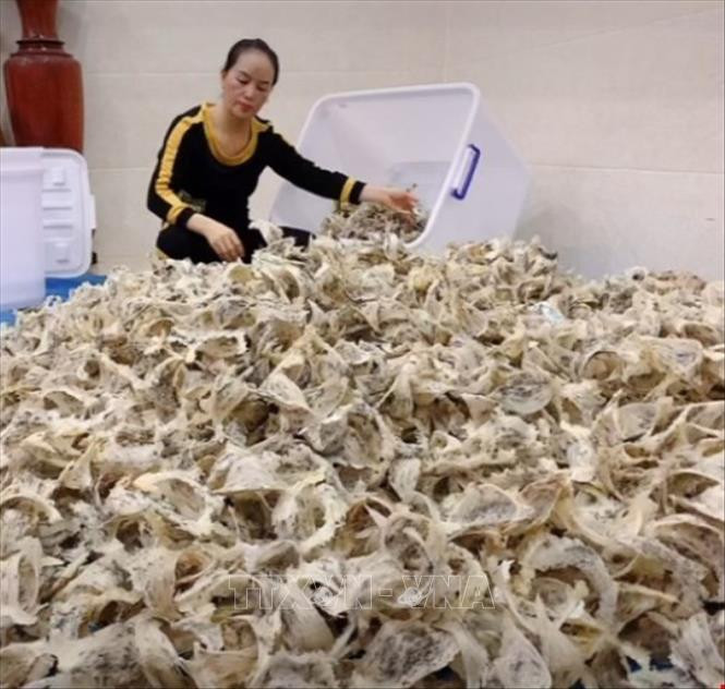 Yến sào Chư Sê (Gia Lai) đang ngày một khẳng định thương hiệu trên thị trường. Ảnh: TTXVN phát Nhiều gia đình ở Gia Lai chuyển sang nuôi chim yến ảnh 2