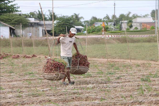 Nông dân thị xã Vĩnh Châu (Sóc Trăng) thu hoạch hành tím. Ảnh: Chanh Đa - TTXVN Nông dân Sóc Trăng kỳ vọng vụ hành tím ảnh 1