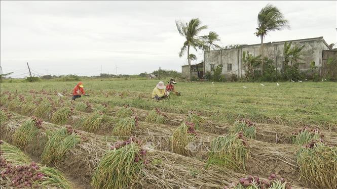 Nông dân phường 2, thị xã Vĩnh Châu (Sóc Trăng) thu hoạch vụ hành tím. Ảnh: Chanh Đa – TTXVN Nông dân Sóc Trăng kỳ vọng vụ hành tím ảnh 2