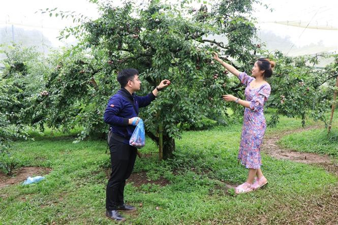 Khách du lịch trải nghiệm hái mận tại vườn. Ảnh: Hữu Quyết - TTXVN Quảng bá thương hiệu mận Mộc Châu đến du khách ảnh 3