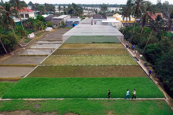 Xã Vĩnh Thanh làm giàu nhờ trồng rau cần nước ảnh 1