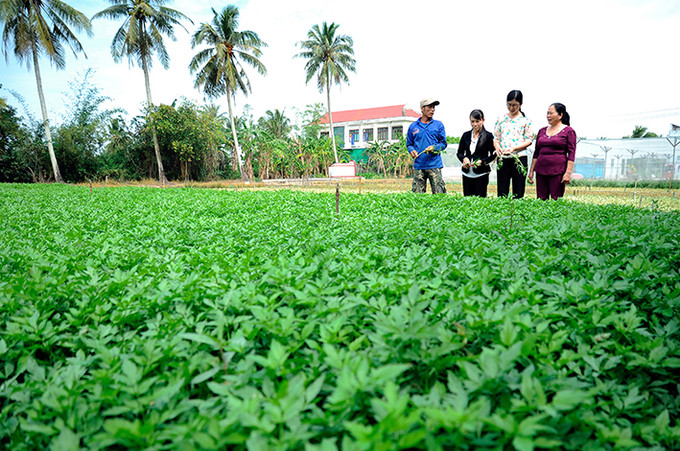 Cán bộ nông nghiệp xã Vĩnh Thanh, huyện Phước Long (Bạc Liêu) tham quan, tìm hiểu về mô hình trồng rau cần nước tại một hộ xã viên thuộc Hợp tác xã Tám Tháng Ba. Ảnh: An Hiếu Xã Vĩnh Thanh làm giàu nhờ trồng rau cần nước ảnh 3